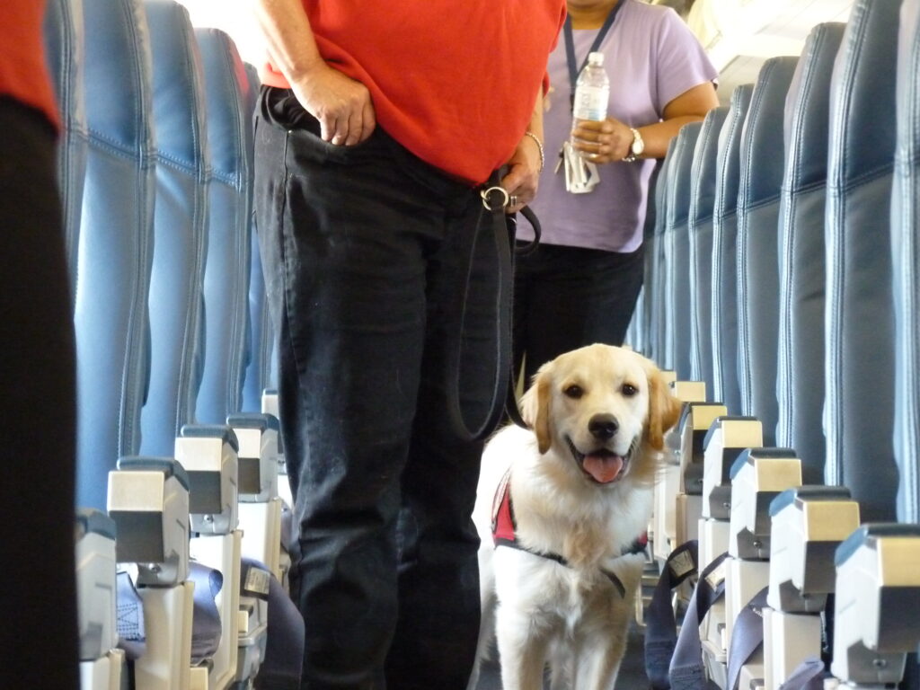 American Airlines Welcomes Furry Friends: A Fresh Take on Flying with Pets