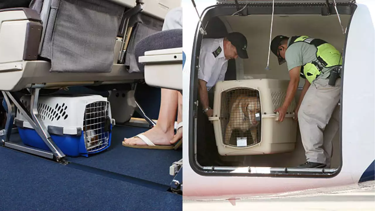 American Airlines Now Allows Passengers To Bring Their Dogs and Bags