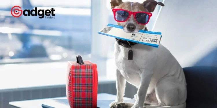 American Airlines Welcomes Furry Friends A Fresh Take on Flying with Pets