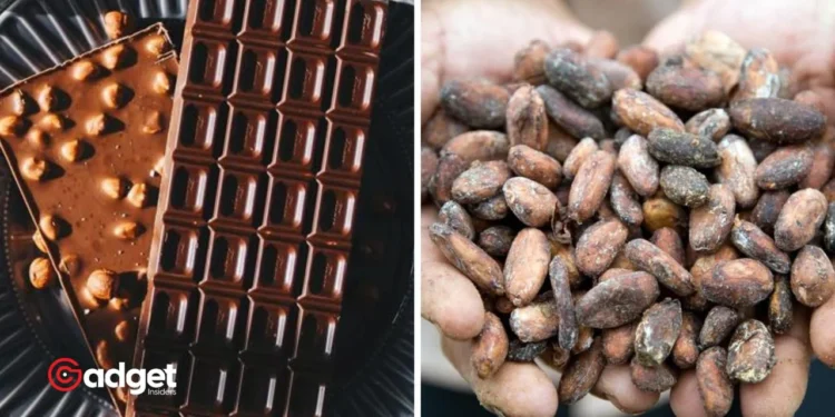 Alert for Chocolate Lovers Why Your Favorite Sweet Might Soon Be Hard to Find