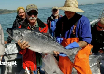 California Halts Salmon Fishing Again Why Our Favorite Seafood is Disappearing and What It Means for Your Dinner Table