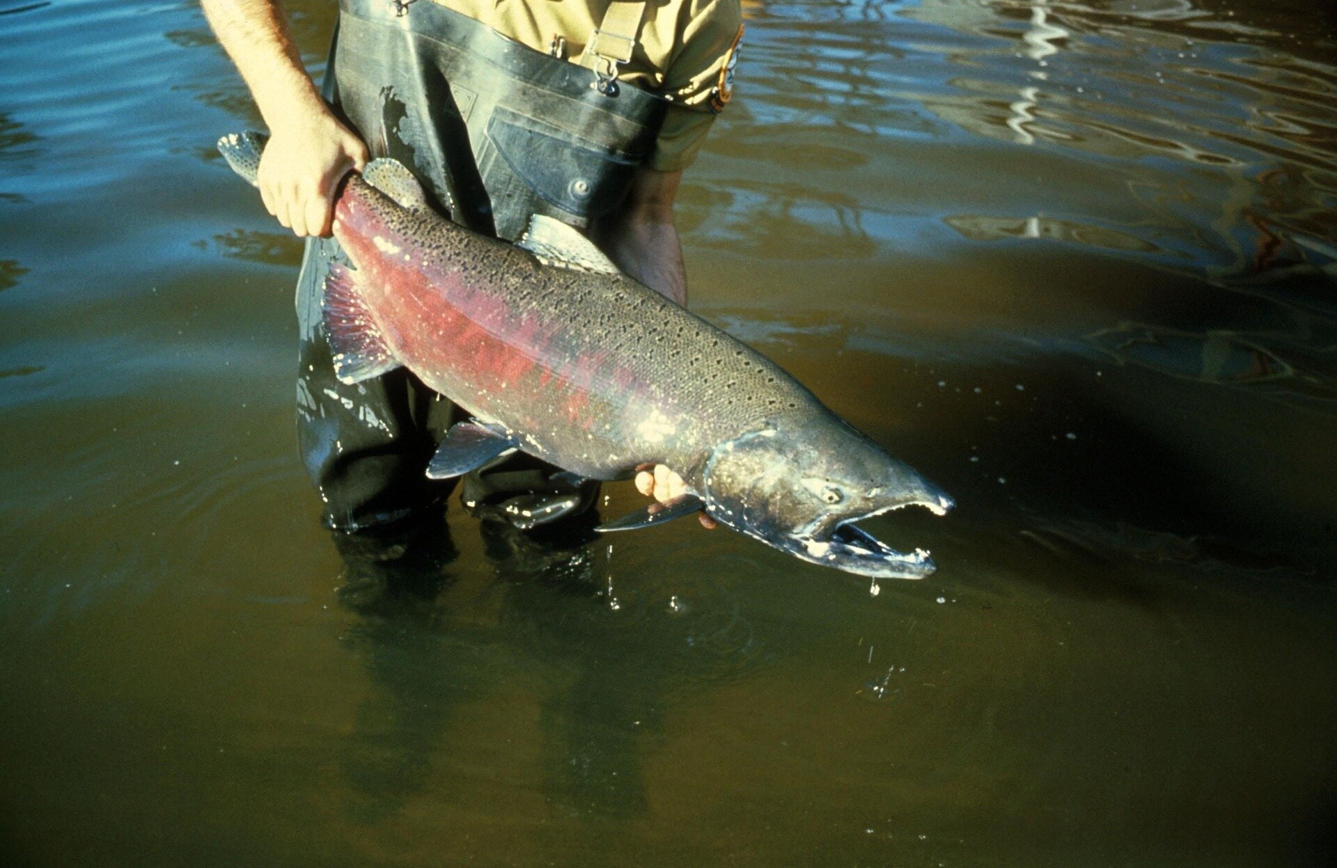 California Halts Salmon Fishing Again: Why Our Favorite Seafood is Disappearing and What It Means for Your Dinner Table