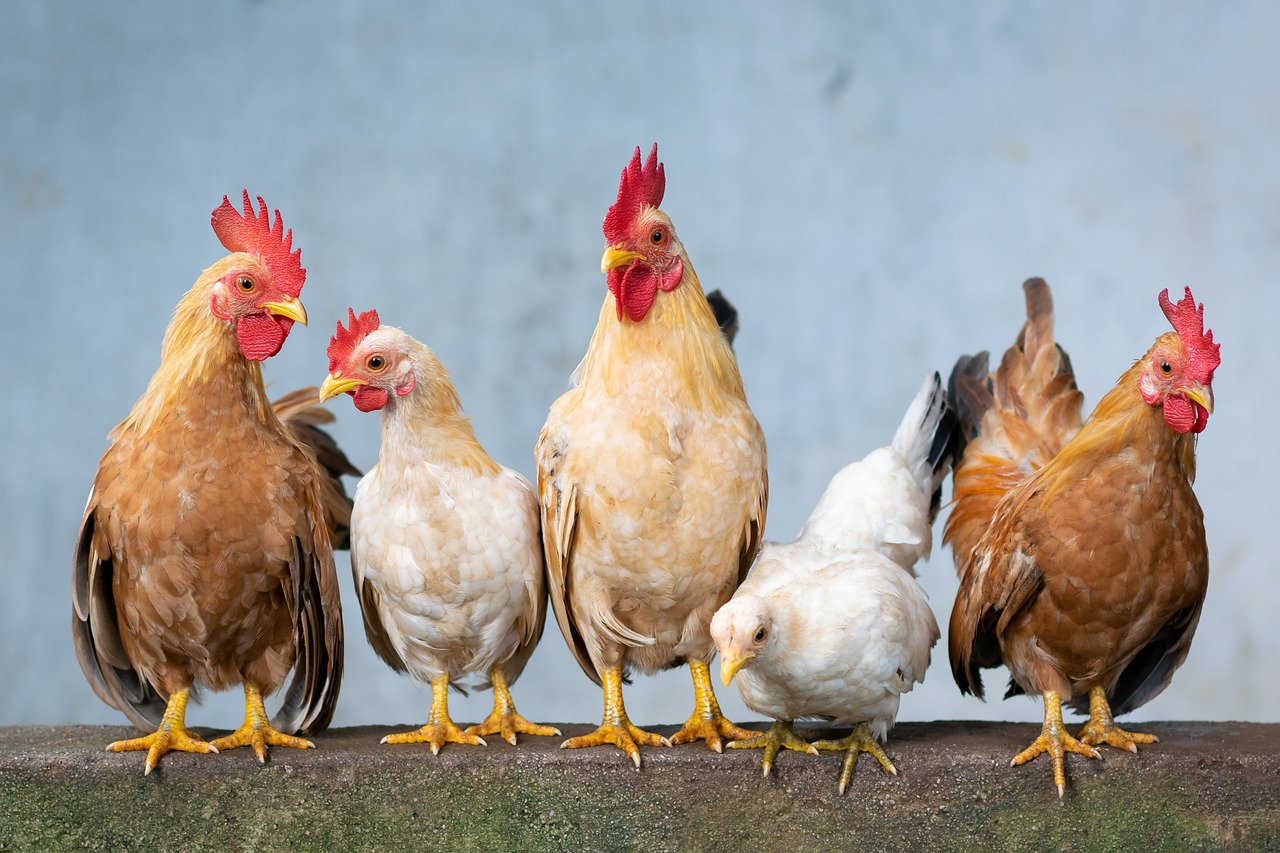 Egg Crisis Alert Major US Egg Producer Faces Bird Flu Scare, Millions of Chickens Affected-