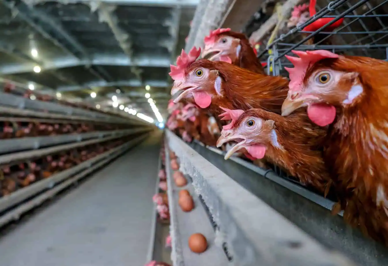 Major US Egg Producer Cal-Maine Foods Faces Bird Flu Scare, Millions of Chickens Affected