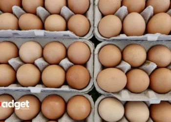 Egg Crisis Alert Major US Egg Producer Faces Bird Flu Scare, Millions of Chickens Affected