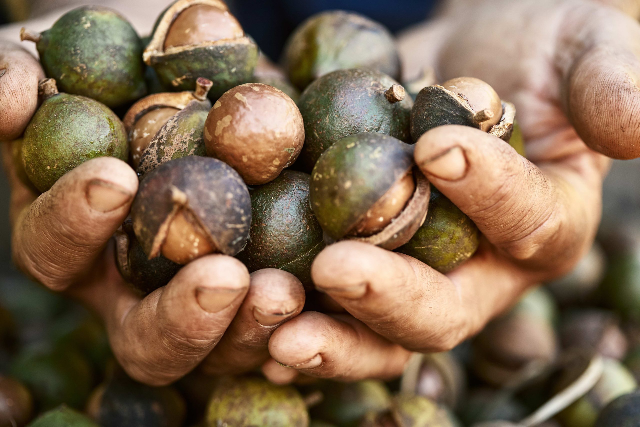 Hawaii Fights to Save Local Macadamia Nuts Why Your Favorite Hawaiian Snack Might Not Be From Hawaii3