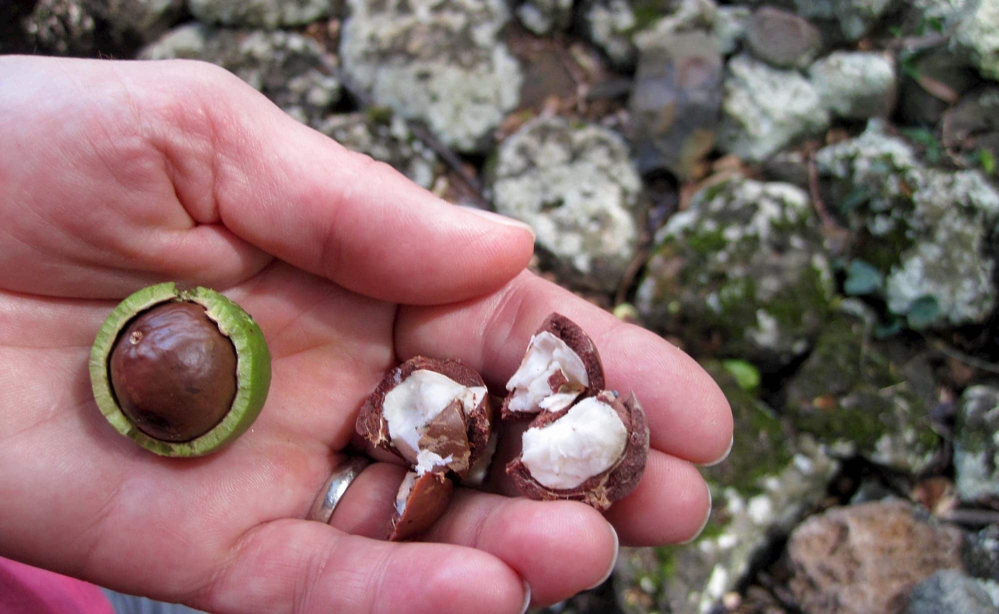 Hawaii Fights to Save Local Macadamia Nuts Why Your Favorite Hawaiian Snack Might Not Be From Hawaii3