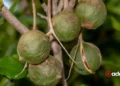 Hawaii Fights to Save Local Macadamia Nuts Why Your Favorite Hawaiian Snack Might Not Be From Hawaii3