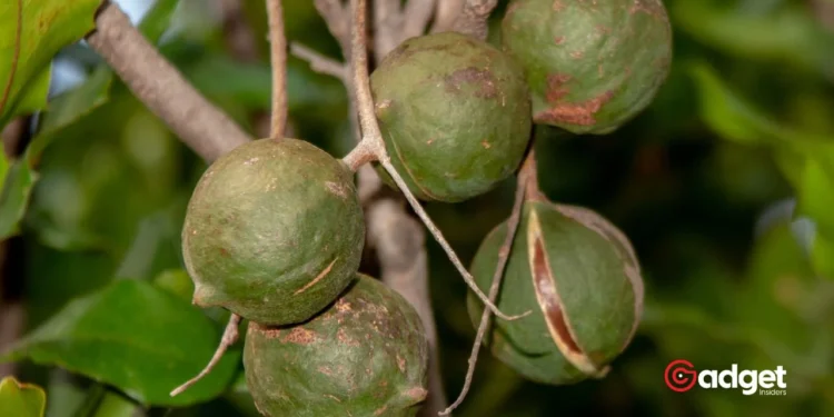 Hawaii Fights to Save Local Macadamia Nuts Why Your Favorite Hawaiian Snack Might Not Be From Hawaii3