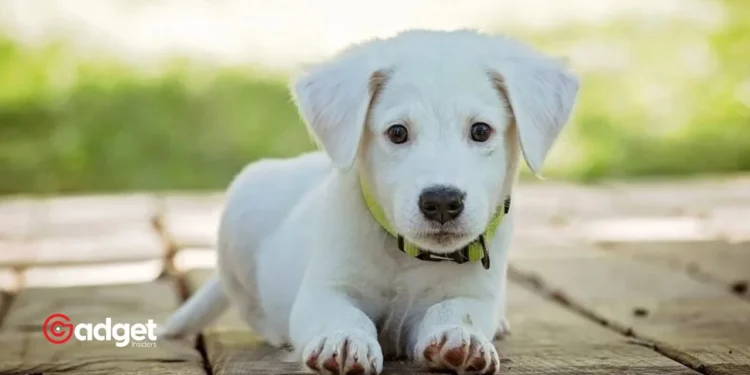 New Warning for Pet Owners Why Vaccinating Your Dogs Against Leptospirosis is a Must This Season