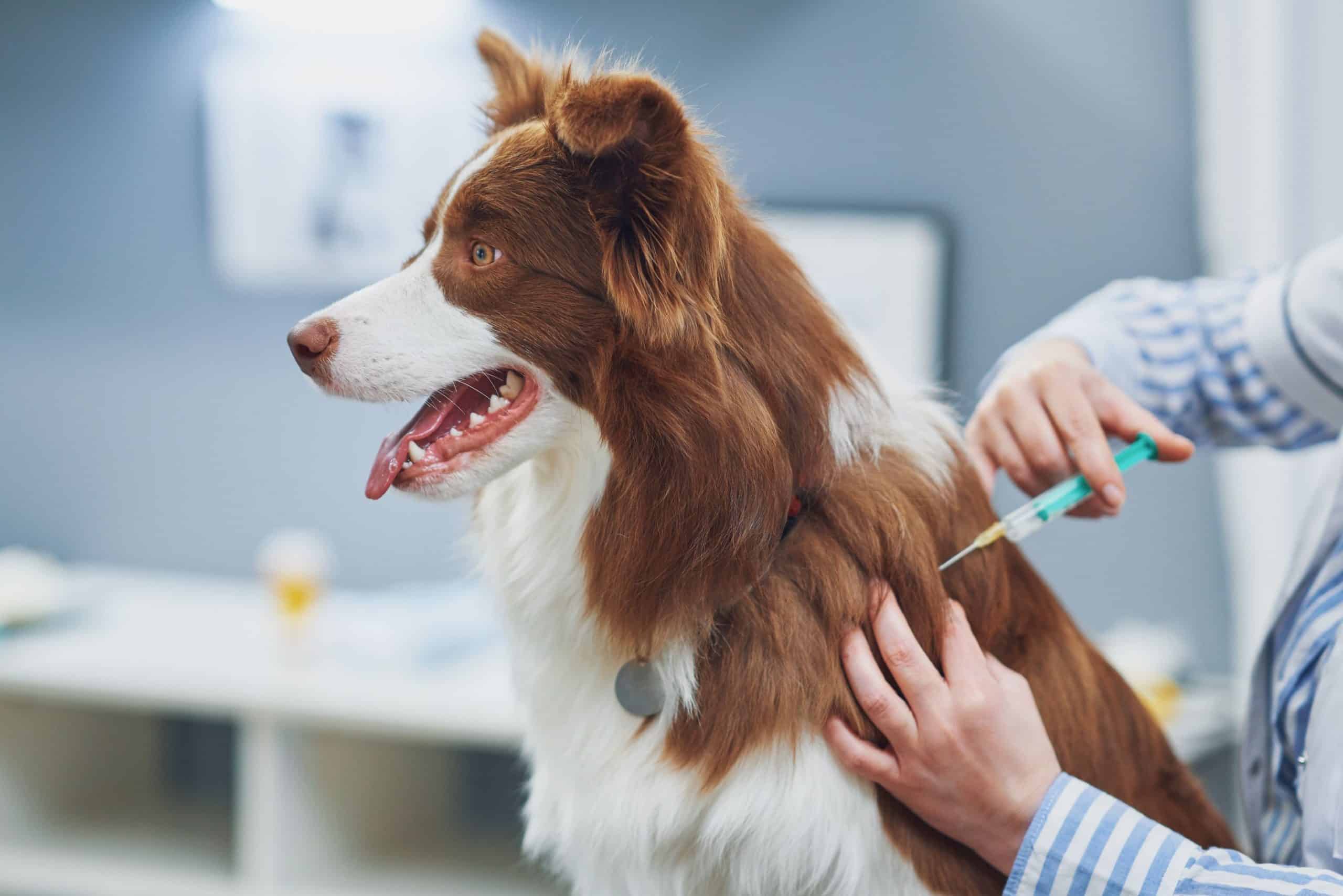 New Warning for Pet Owners Why Vaccinating Your Dogs Against Leptospirosis is a Must This Season