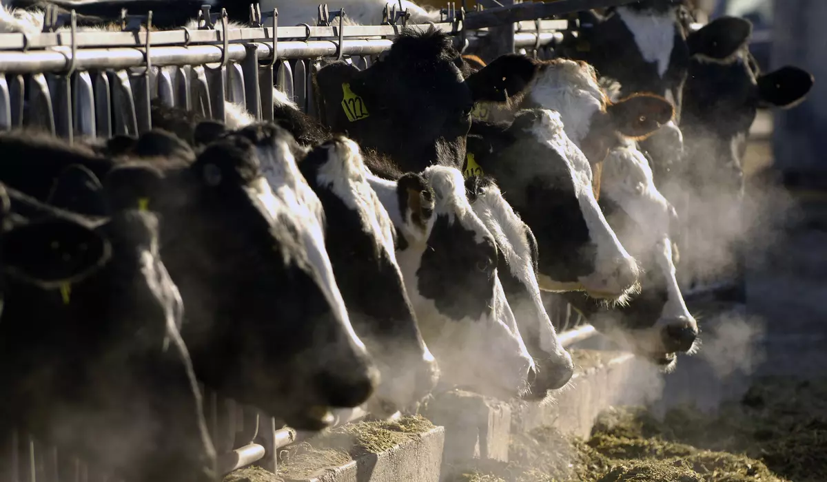 Unpacking the Impact of Bird Flu on Dairy Cows: Is Your Milk and Eggs Still Safe?