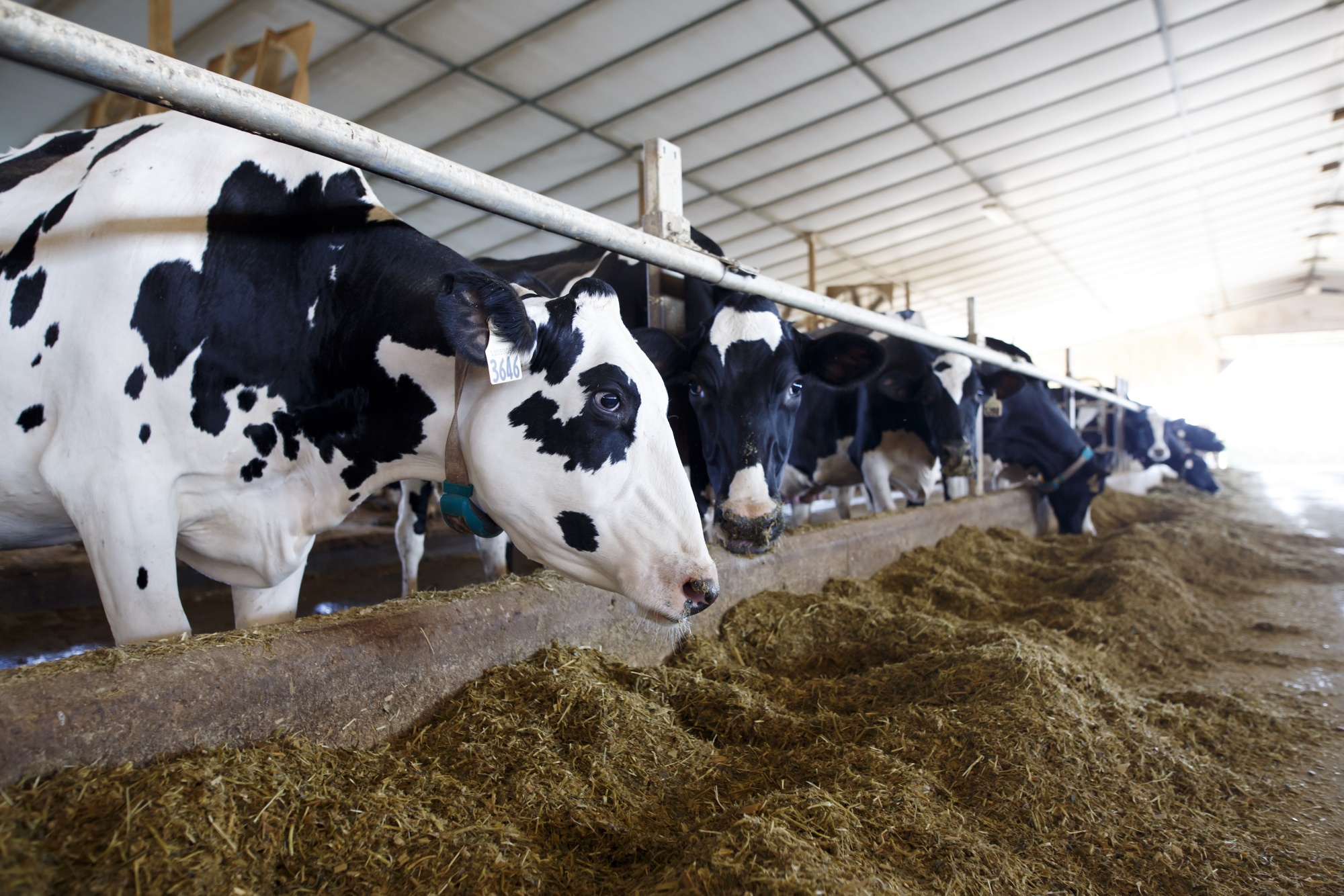 Unpacking the Impact of Bird Flu on Dairy Cows: Is Your Milk and Eggs Still Safe?