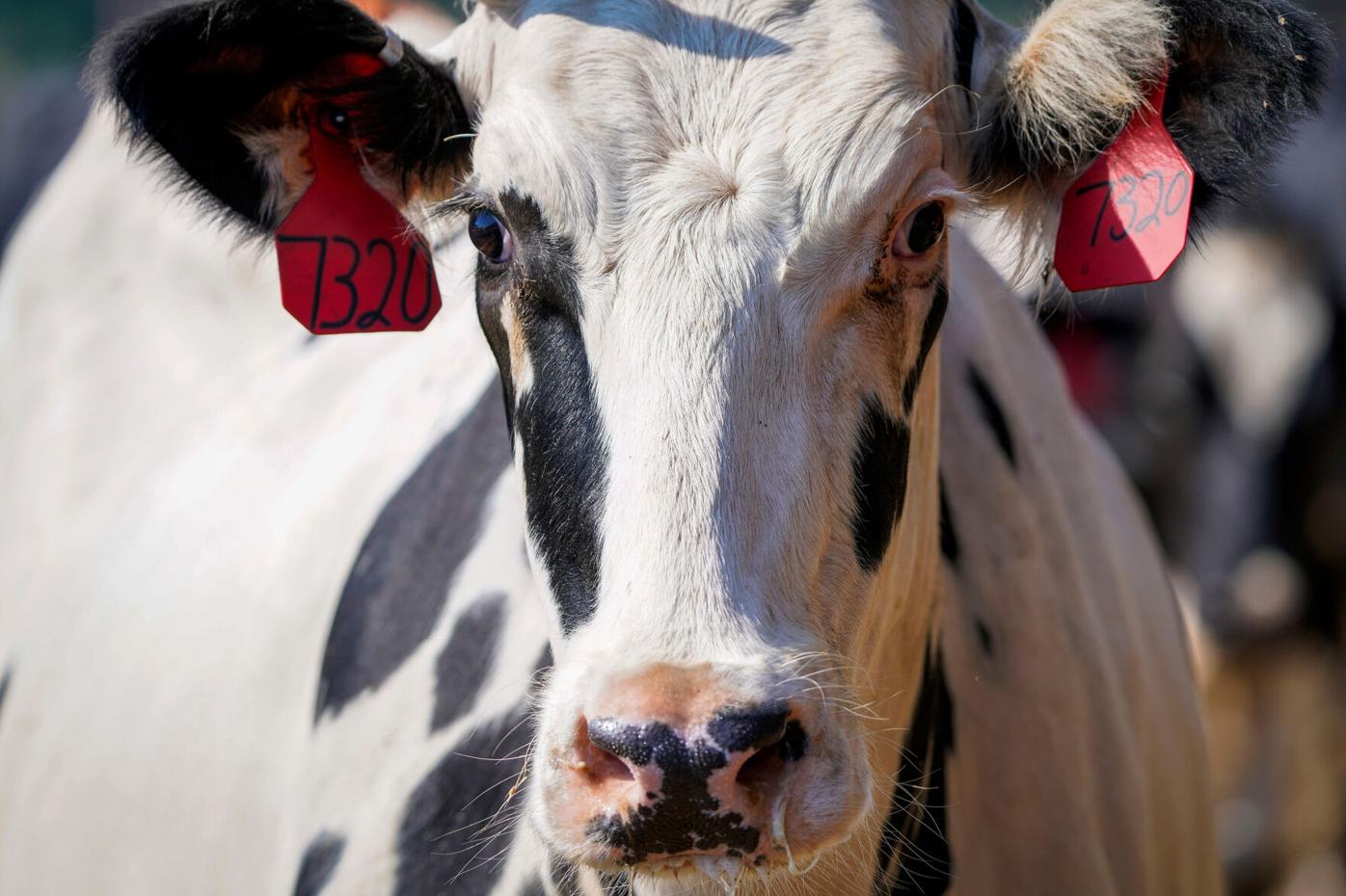 The Recent Bird Flu Pandemic Has Infected Almost Two Dozen Dairy Cows in Eight States