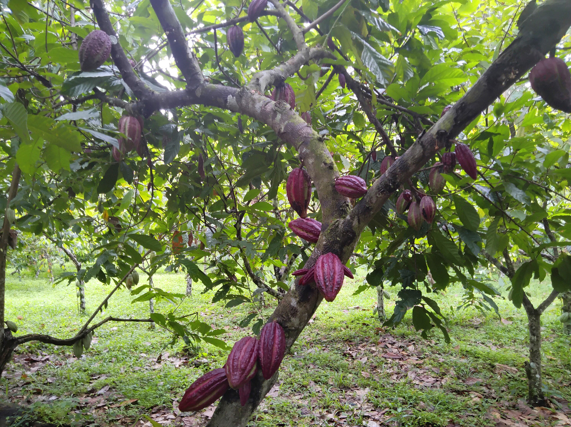 Why Our Chocolate Supply is in Danger New Math Breakthrough Aims to Save Cacao Trees from Deadly Virus