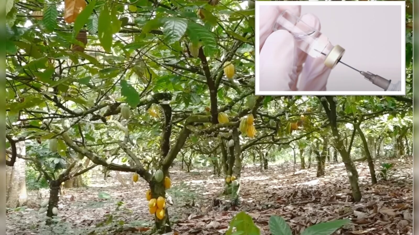 Why Our Chocolate Supply is in Danger New Math Breakthrough Aims to Save Cacao Trees from Deadly Virus
