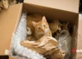A Purr-fect Misadventure Utah Cat's Unexpected Journey in an Amazon Box