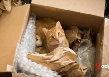 A Purr-fect Misadventure Utah Cat's Unexpected Journey in an Amazon Box