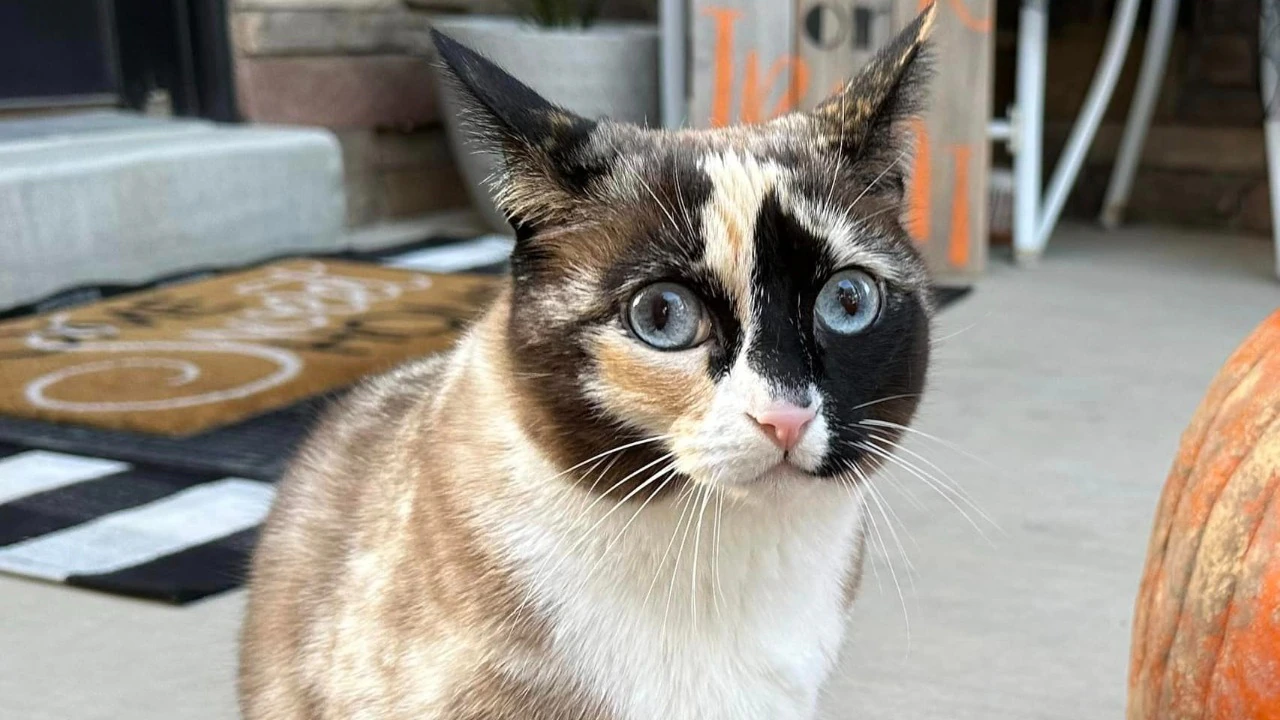 A Purr-fect Misadventure: Utah Cat's Unexpected Journey in an Amazon Box