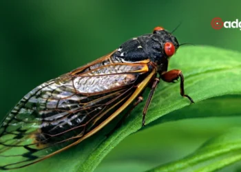 Billions of Cicadas Emerge After Decades What You Need to Know About the 2024 Mega Swarm1
