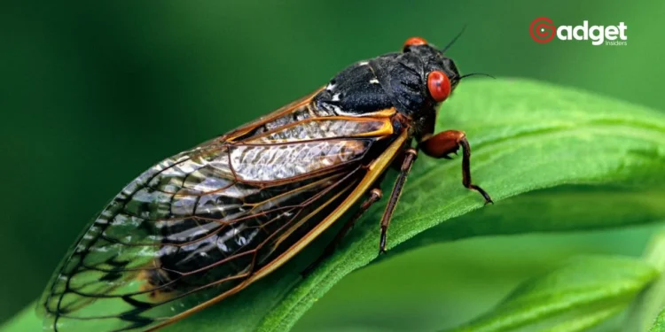 Billions of Cicadas Emerge After Decades What You Need to Know About the 2024 Mega Swarm1