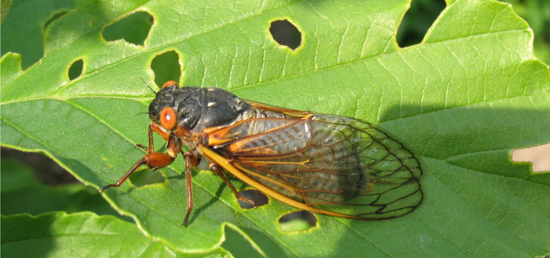 Billions of Cicadas Emerge After Decades What You Need to Know About the 2024 Mega Swarm1