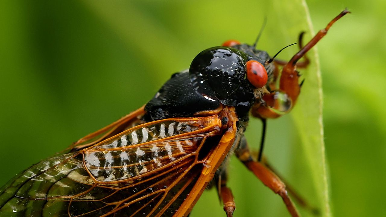 Billions of Cicadas Emerge After Decades What You Need to Know About the 2024 Mega Swarm1