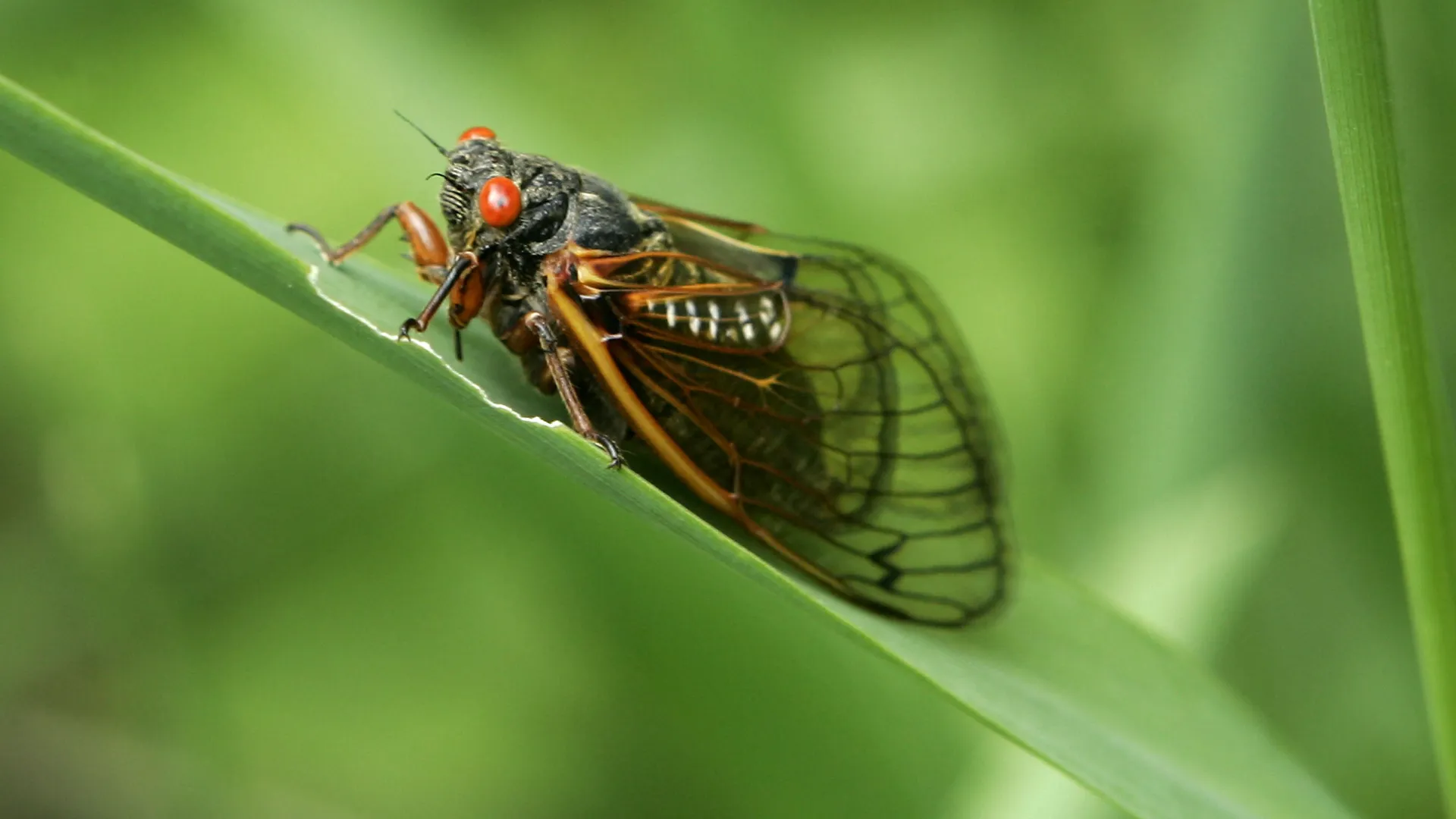 Billions of Cicadas Emerge After Decades What You Need to Know About the 2024 Mega Swarm1