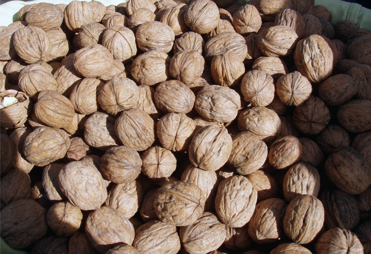 Walnut Recall Notification of Critical E. coli Epidemic Raised