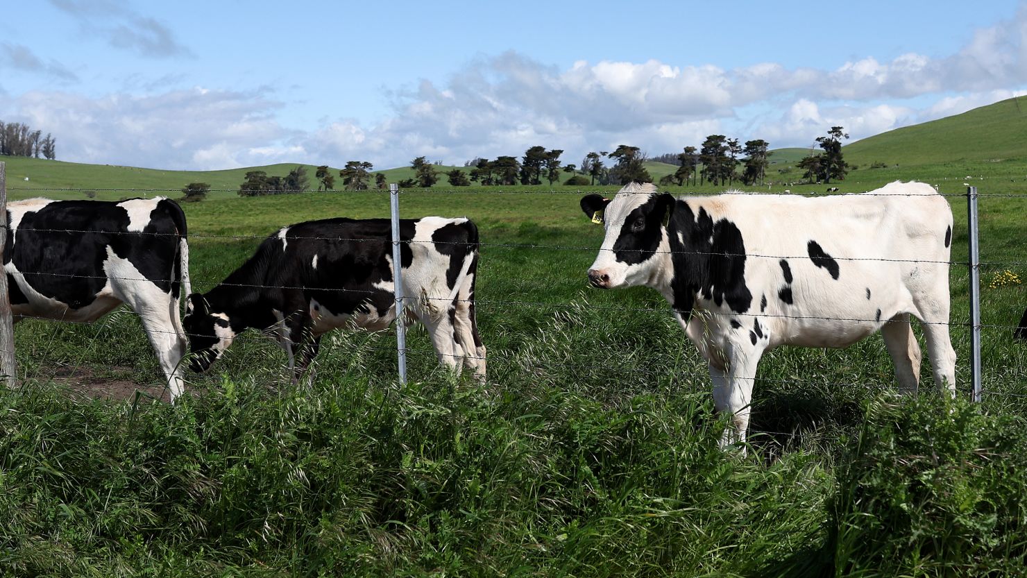 Breaking News: U.S. Pours $100 Million Into Battle Against Bird Flu Affecting Cows and Milk Safety