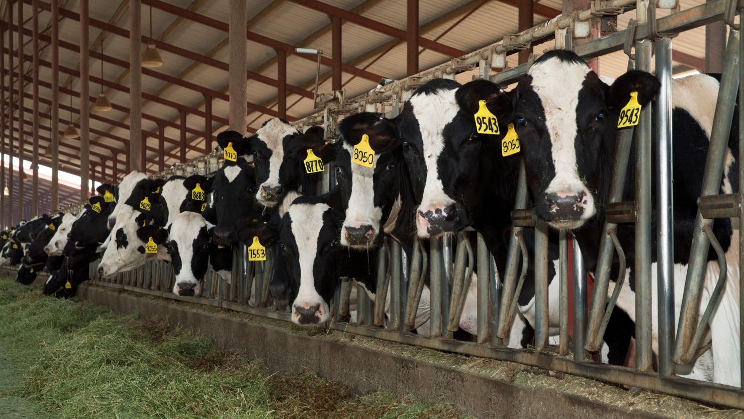 Breaking News: U.S. Pours $100 Million Into Battle Against Bird Flu Affecting Cows and Milk Safety