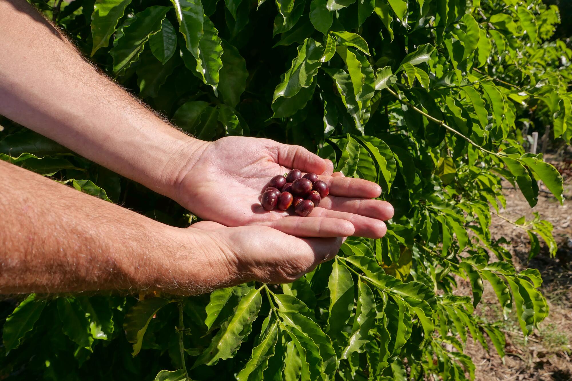 Brewing Trouble: Frinj Coffee's Battle in Bankruptcy Amid California's Coffee Dreams