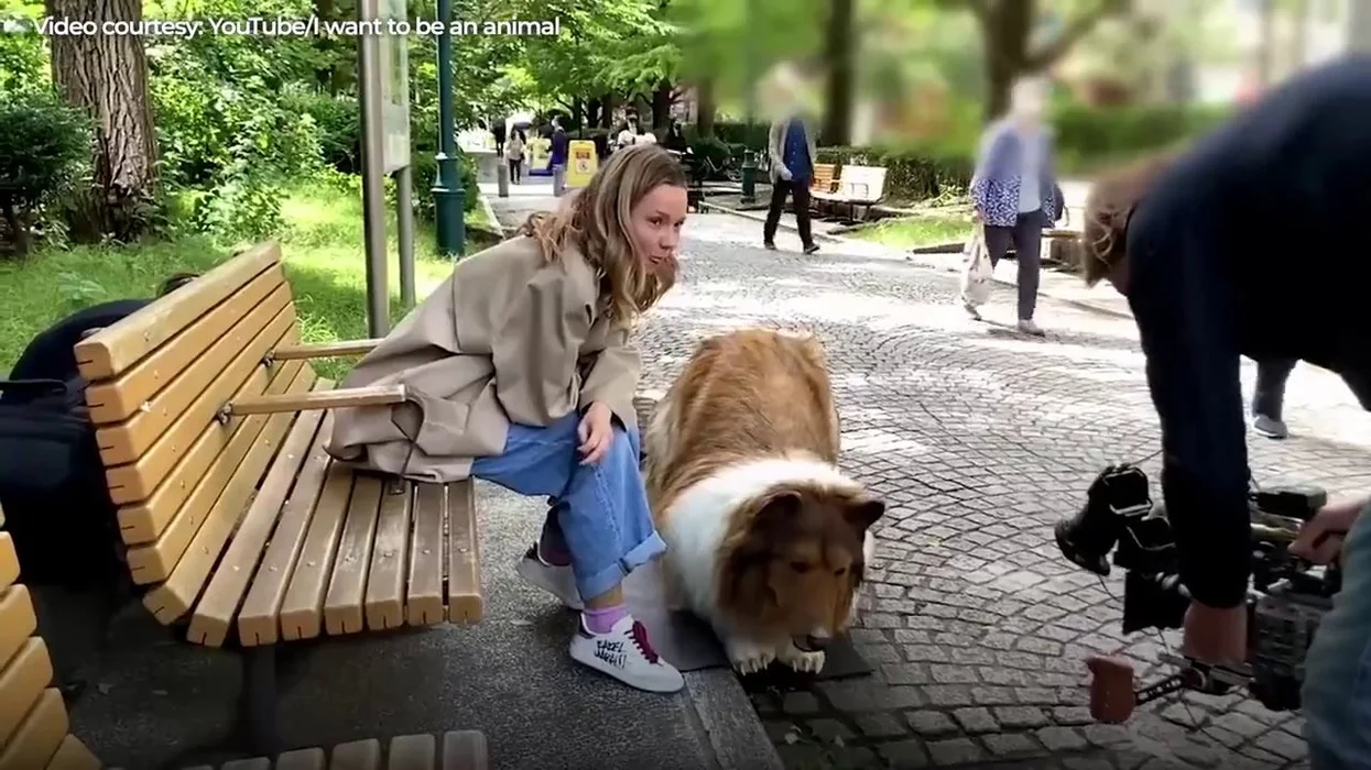 From Cosplay to Canine: The Remarkable Tale of Toco, the Human Collie