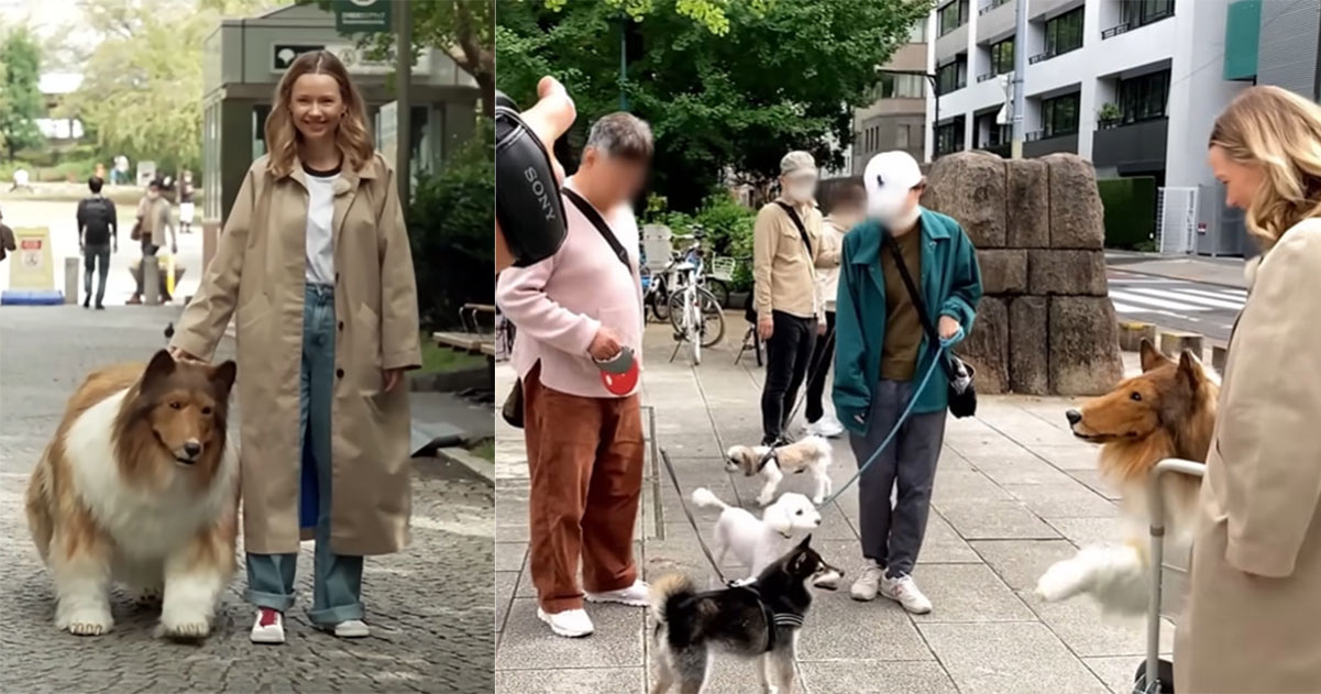 From Cosplay to Canine: The Remarkable Tale of Toco, the Human Collie