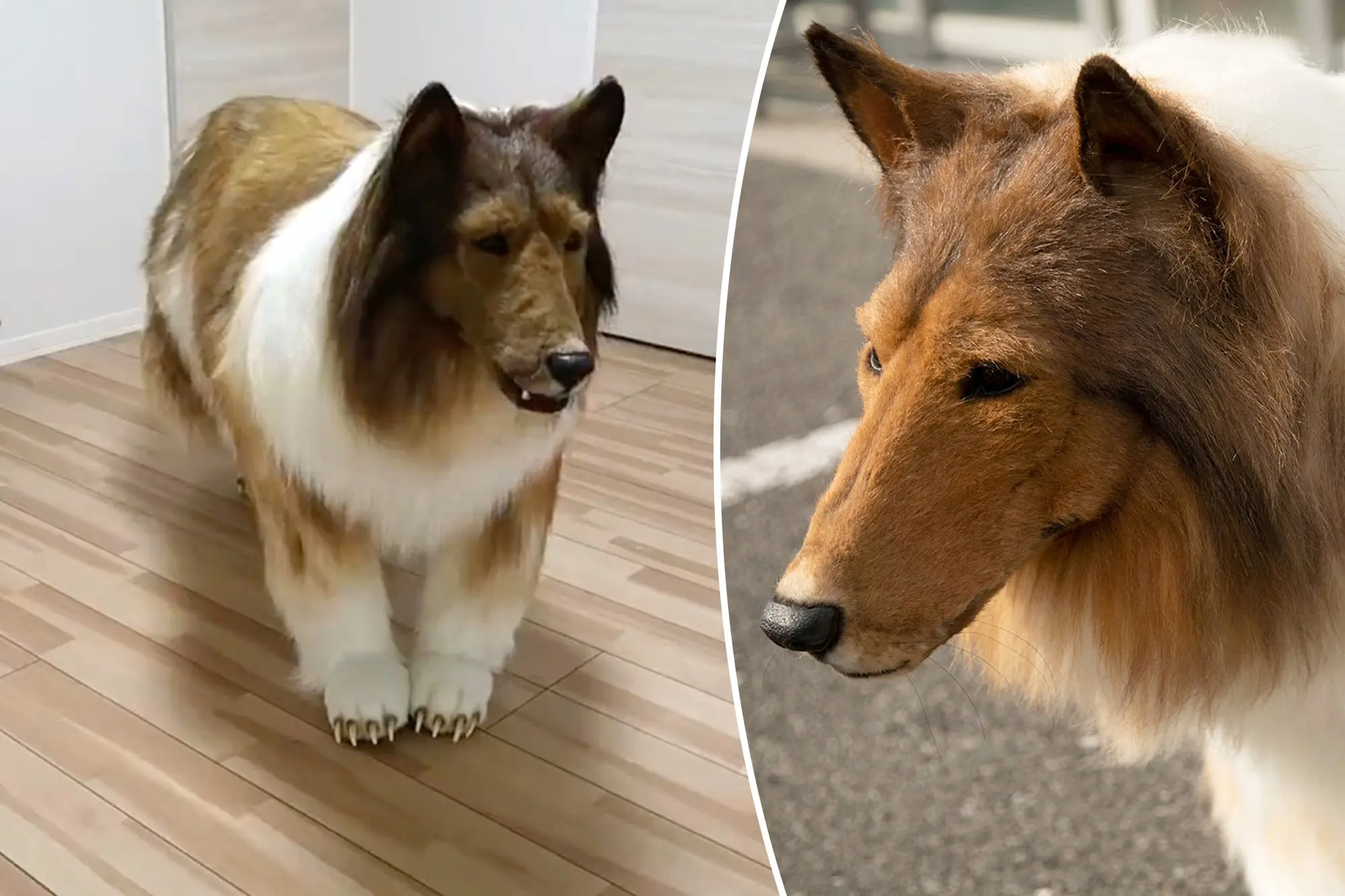The Remarkable Tale of Toco, a Man Who Shot to a Worldwide Reputation for Transforming Himself Into a Canine