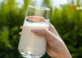 Is Your Milk Safe New Findings Show Bird Flu Virus in Dairy Products Across the US