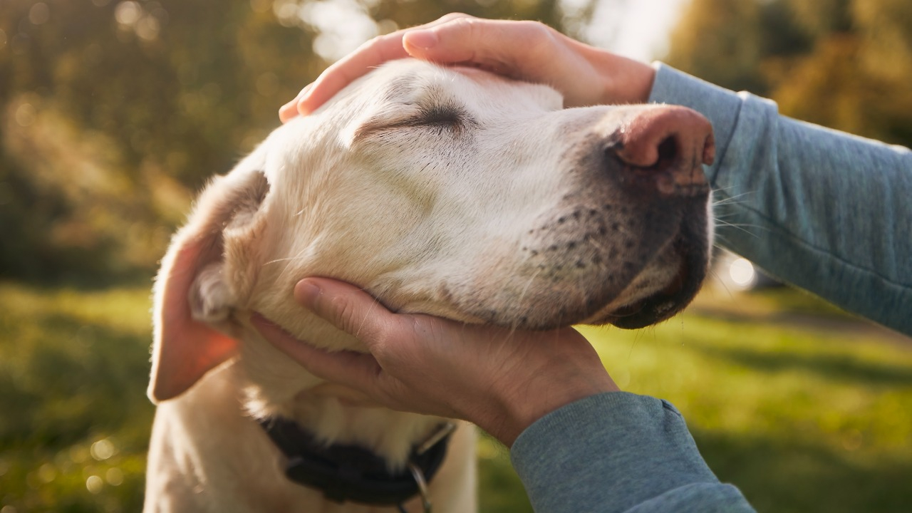 Walmart Launches Game-Changing Free Vet Visits for Pet Owners with Membership