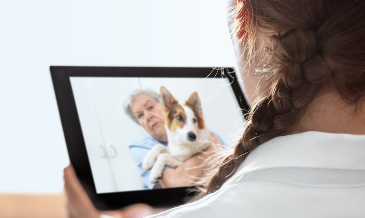 Walmart Ups Its Game: New 24/7 Pet Care Service Beats Amazon in Convenience and Cost