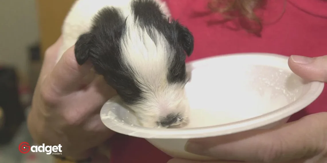 Massive $35 Million Fine Hits Dog Breeding Giant for Animal Neglect and Environmental Harm