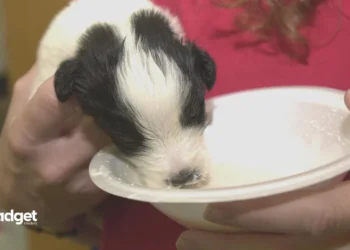Massive $35 Million Fine Hits Dog Breeding Giant for Animal Neglect and Environmental Harm