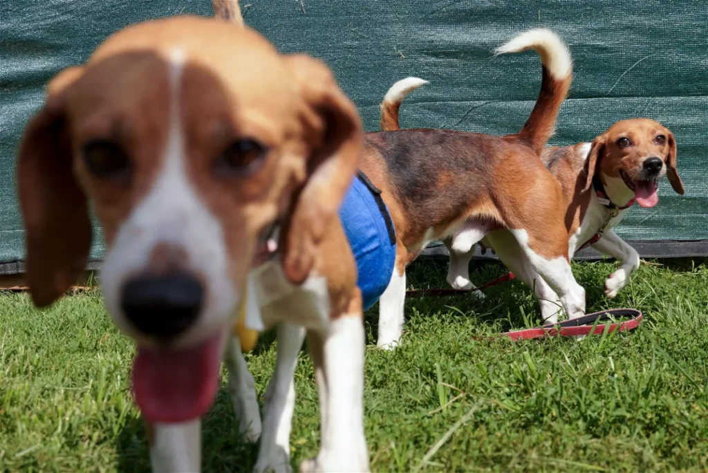 Massive $35 Million Fine Hits Dog Breeding Giant for Animal Neglect and Environmental Harm