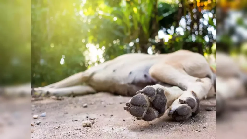 Massive $35,000,000 Fine Hits Dog Breeding Giant for Animal Neglect and Environmental Harm