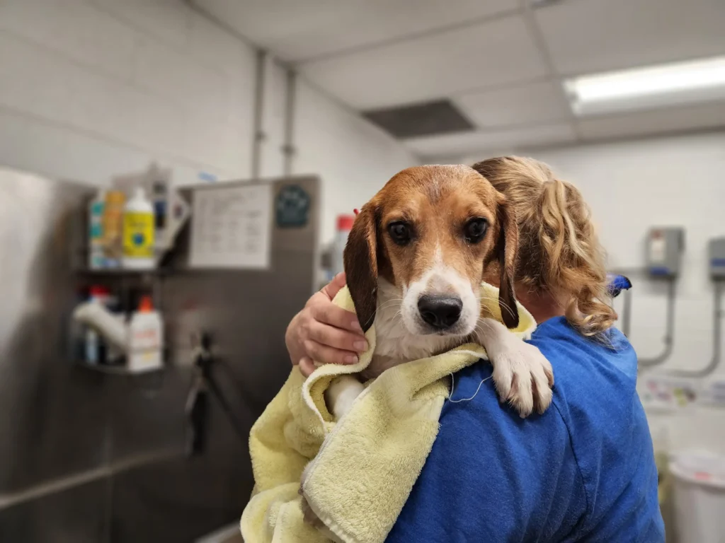 Massive $35 Million Fine Hits Dog Breeding Giant for Animal Neglect and Environmental Harm