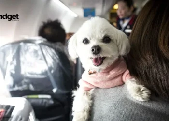 New Dog-Friendly Airline Takes Off but Lands in Legal Trouble After First Flight