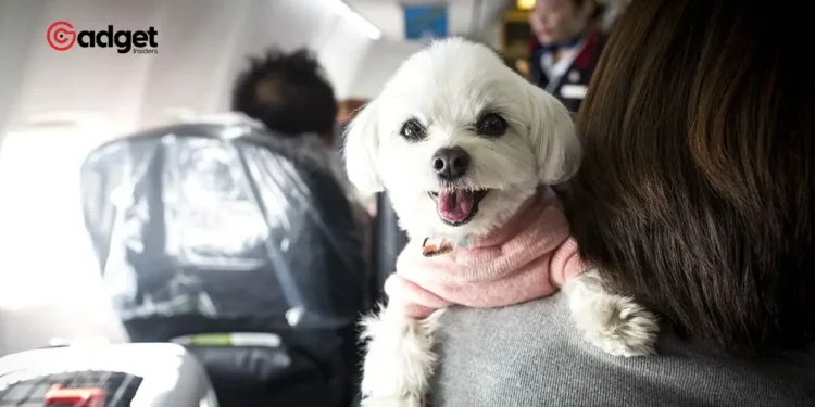 New Dog-Friendly Airline Takes Off but Lands in Legal Trouble After First Flight