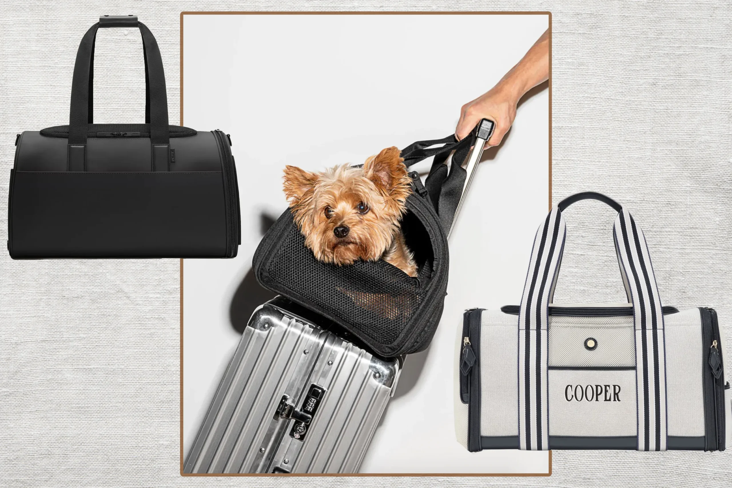 New Dog-Friendly Airline Takes Off but Lands in Legal Trouble After First Flight