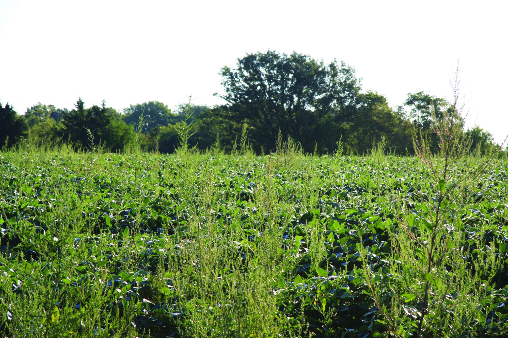 Why Mowing Your Lawn Too Often Might Make Weed Problems Worse New Study Explains--