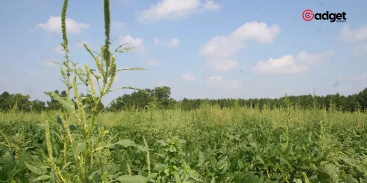 Why Mowing Your Lawn Too Often Might Make Weed Problems Worse New Study Explains