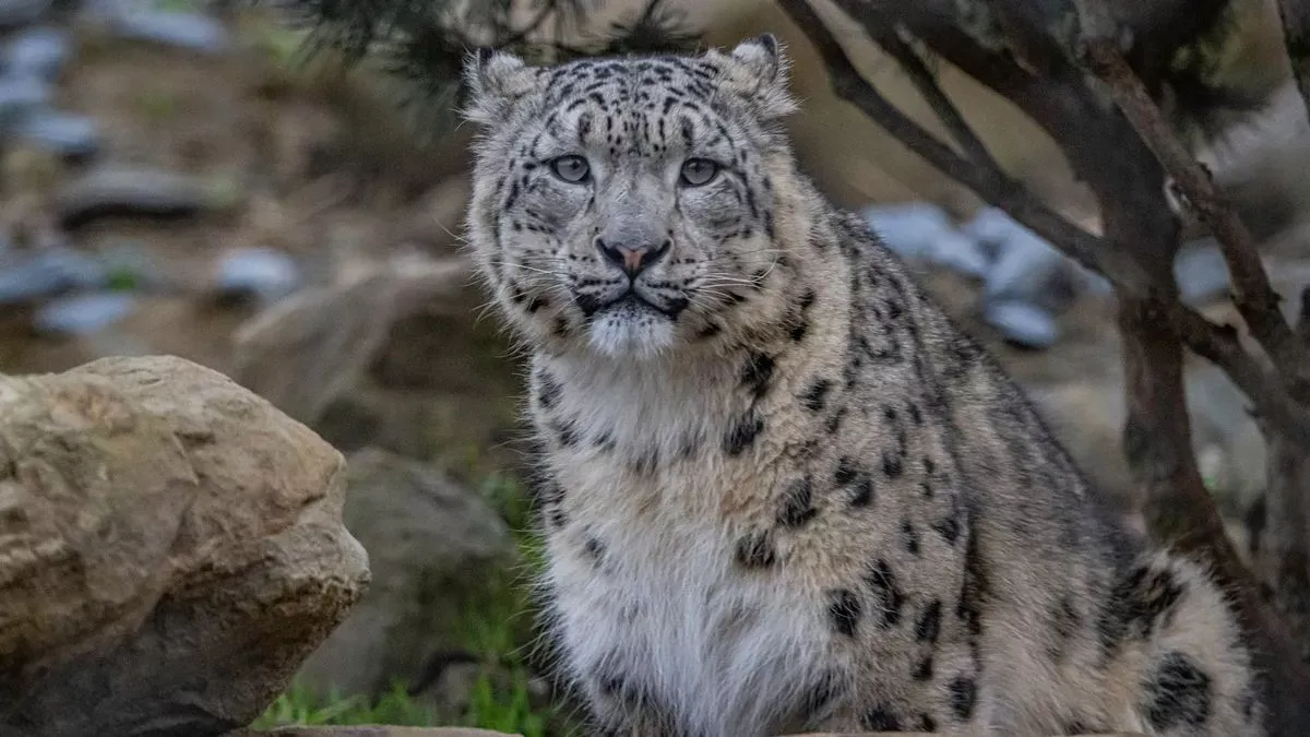  How AI Alerts Could Save Snow Leopards From Extinction in Pakistan’s Mountains