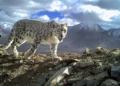 How AI Could Help Save Snow Leopards from Extinction New Tech Alerts Villagers